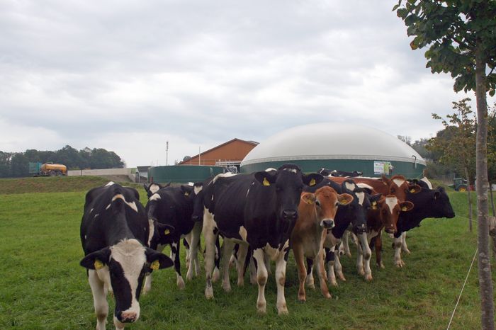 Kühe vor einer Biogasanlage