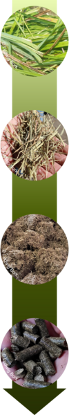 Moorbiomasse Veränderung zur Moorfaser