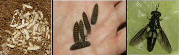 Fig. 2 Hermetia Illucens (Larvae, Pupae, Fly)