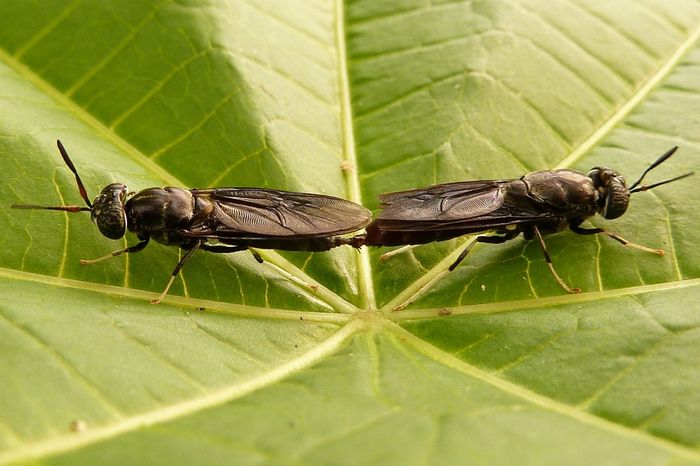 Schwarze Soldatenfliegen bei der Paarung