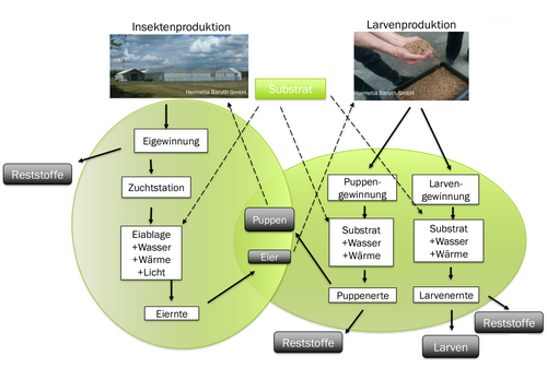 Schematische Darstellung des Hermetia-Produktionsverfahrens