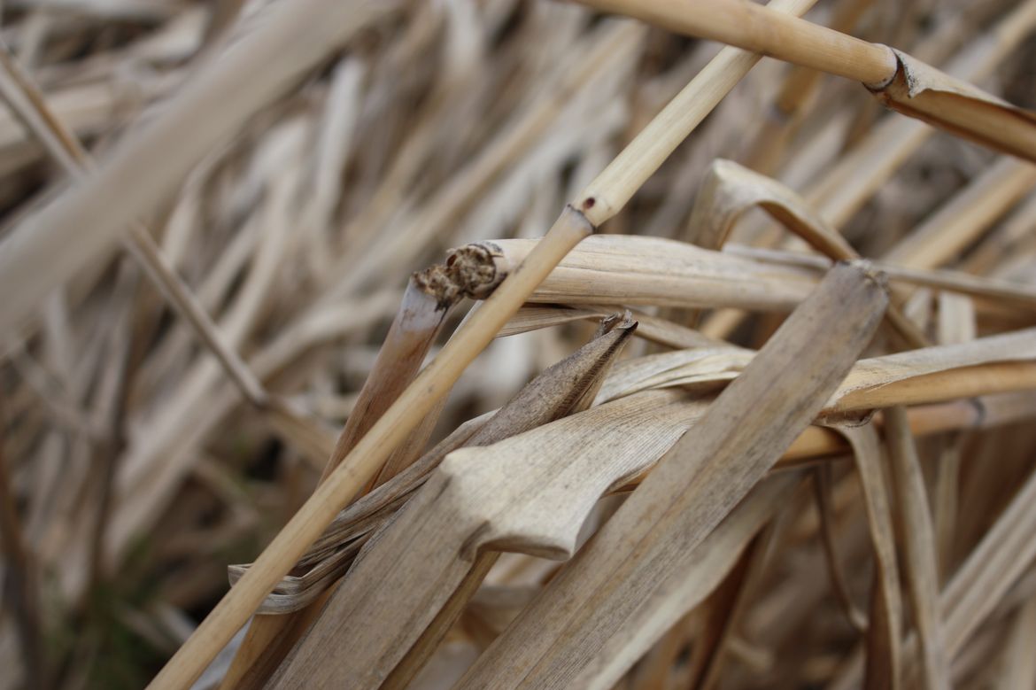 Miscanthus – innovativer Energieträger mit Zukunft? © DBFZ