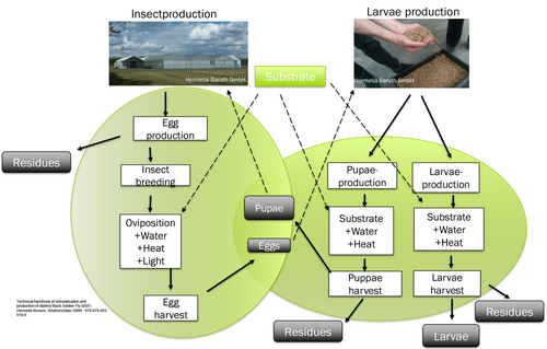 Schematic representation of the Hermetia production process
